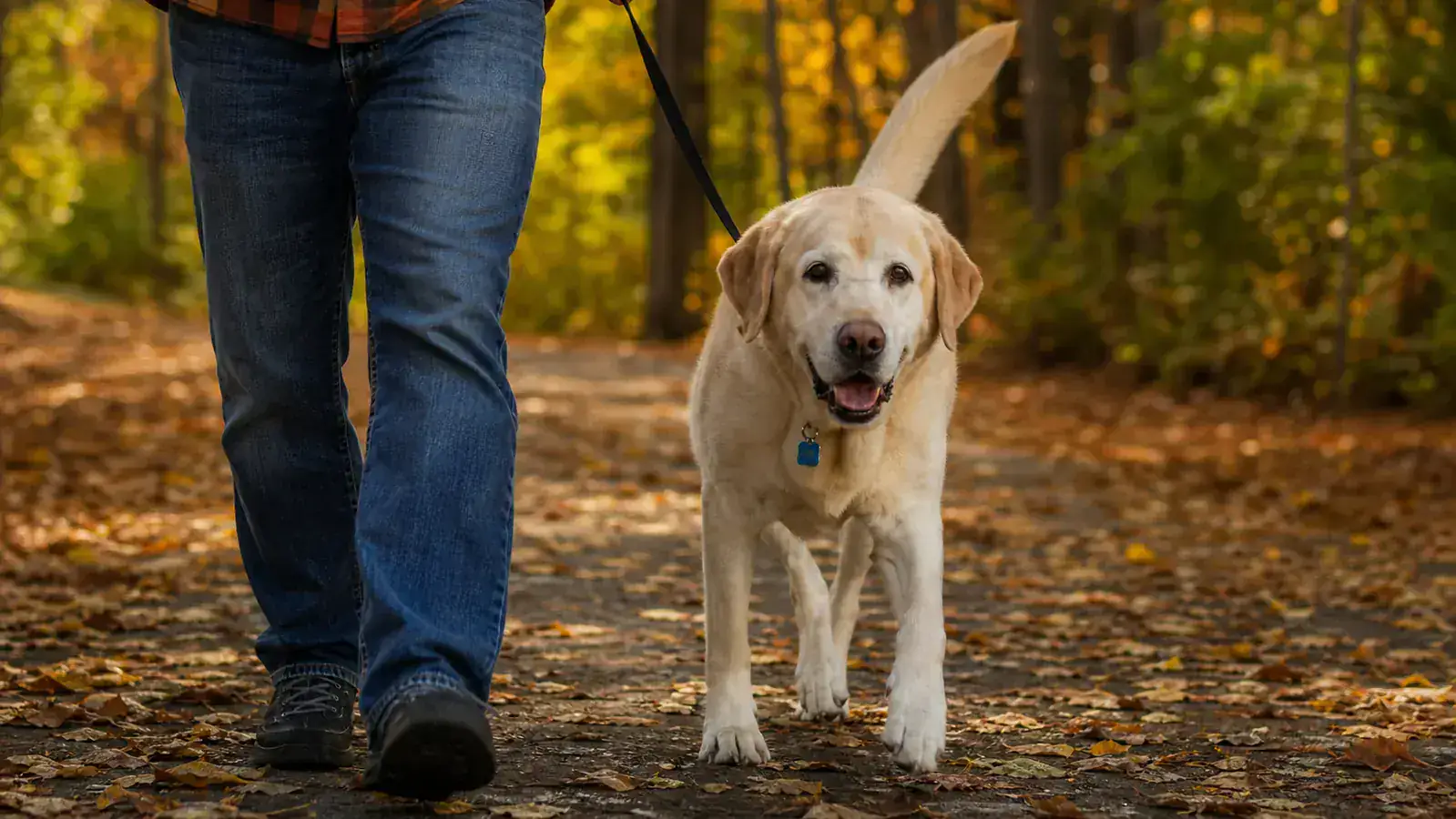 Older yellow Lab walking on a leafy autumn trail with its owner