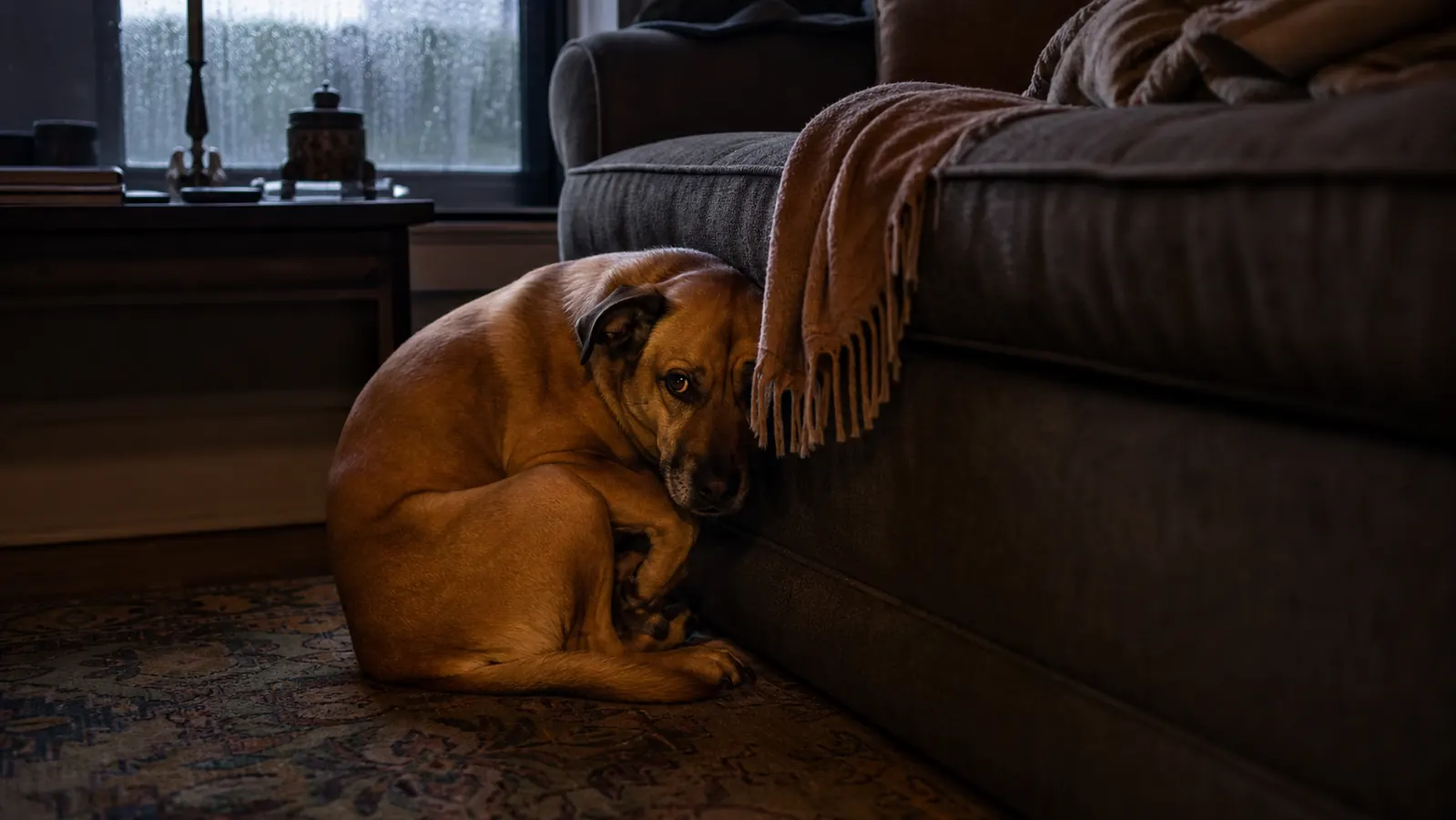 A nervous medium-sized dog pressed against the side of a couch during a storm, looking up with wide anxious eyes, warm indoor lighting