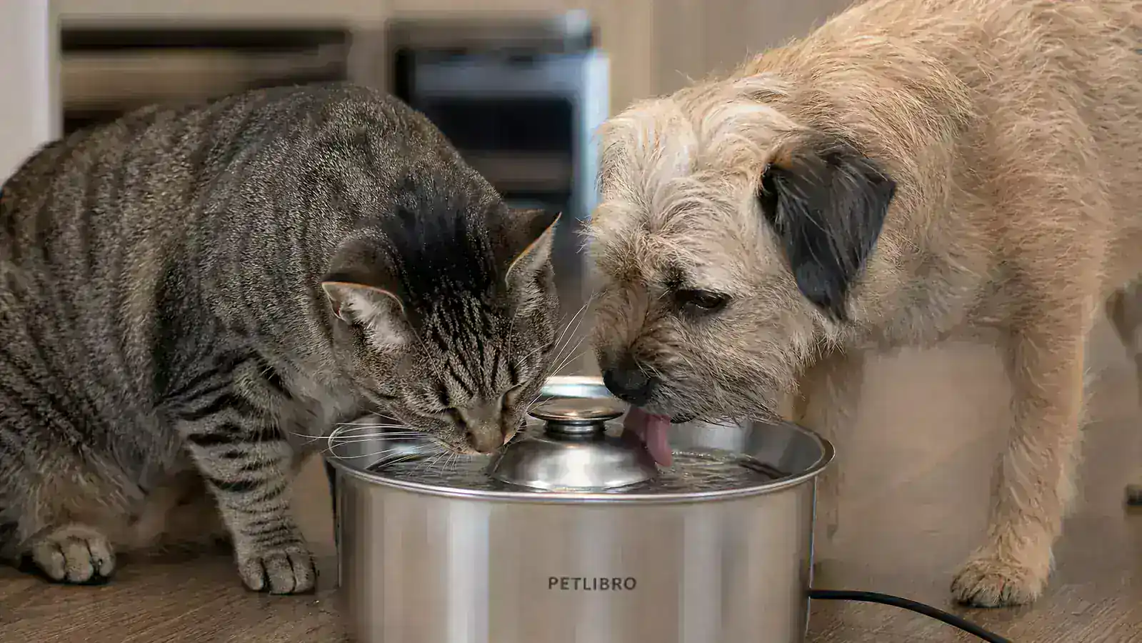 Cat and small dog both drinking from the same stainless steel pet fountain at the same time